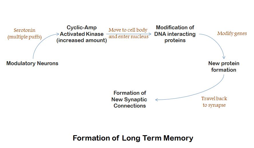 long_term